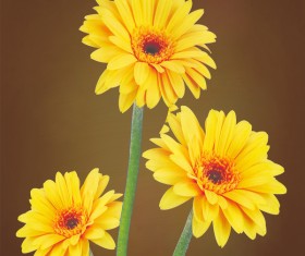 Small sunflower Stock Photo