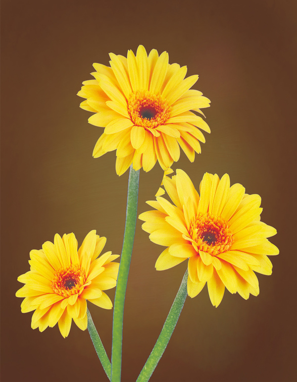 Small sunflower Stock Photo