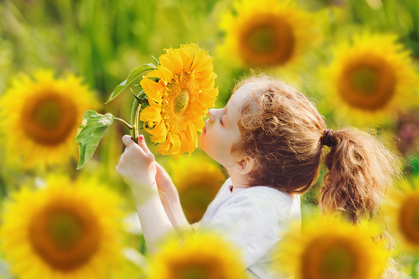 Smell the sunflower little girl HD picture