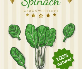 Spinach poster vector