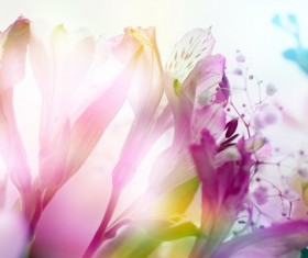 Spring blooming flowers Stock Photo