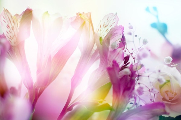 Spring blooming flowers Stock Photo