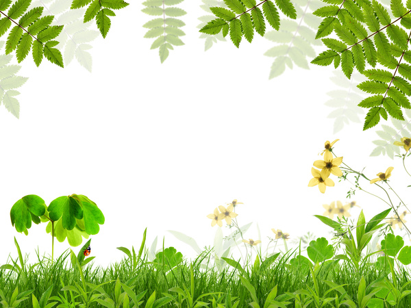 Spring green leaves with green grass Stock Photo