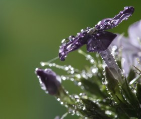 Stained with dew beautiful flowers Stock Photo