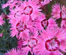 Stone bamboo flower HD picture