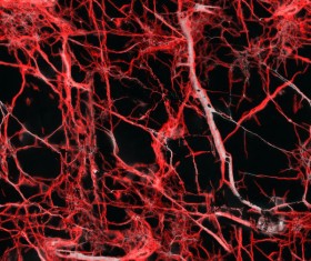 Stone texture closeup Stock Photo 02