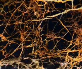 Stone texture closeup Stock Photo 07