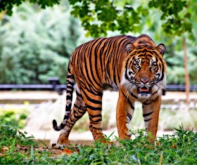 Sumatran tiger Stock Photo