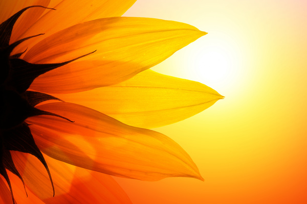 Sun sunflower HD picture