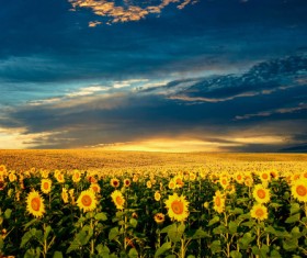 Sunflower plantation under the sky Stock Photo