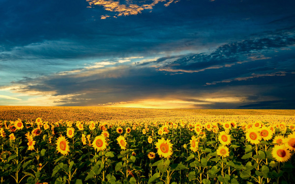 Sunflower plantation under the sky Stock Photo