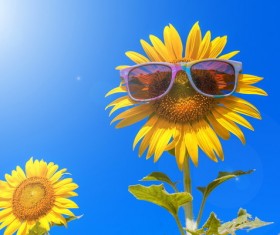 Sunflower with sunglasses Stock Photo
