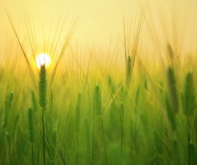 Sunset at wheat field Stock Photo