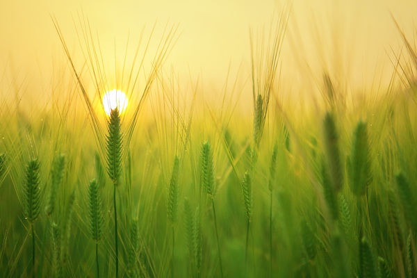 Sunset at wheat field Stock Photo