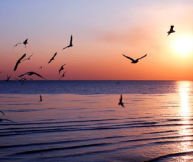 Sunset homing birds Stock Photo