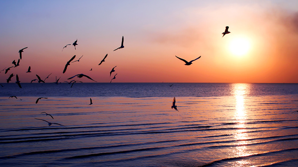 Sunset homing birds Stock Photo
