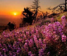 Sunset scenery Stock Photo