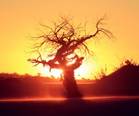 Sunset tree scenery HD picture
