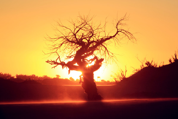 Sunset tree scenery HD picture