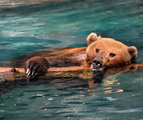 Swimming grizzly bear Stock Photo