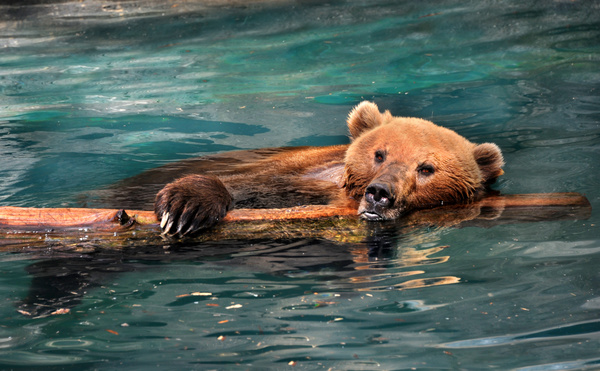 Swimming grizzly bear Stock Photo