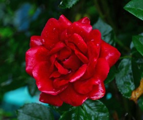 Tender and beautiful red roses HD picture