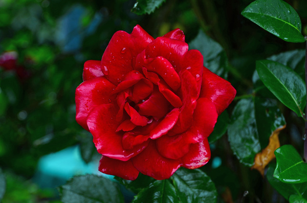 Tender and beautiful red roses HD picture