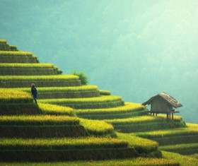 Terraced fields Stock Photo