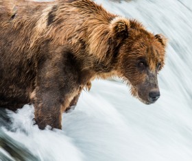 The bears in the river Stock Photo