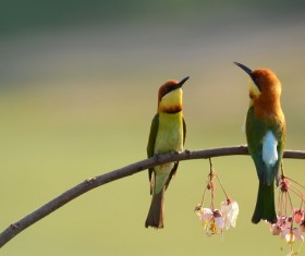 The birds on the branches Stock Photo