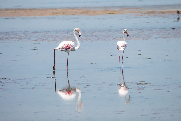 The flamingos in the lake Stock Photo 01