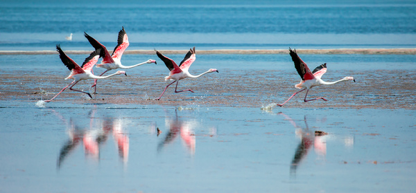 The flamingos in the lake Stock Photo 02