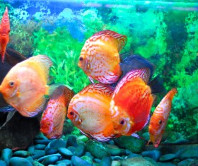 The goldfish in the aquarium Stock Photo