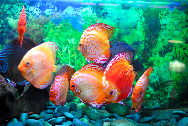 The goldfish in the aquarium Stock Photo
