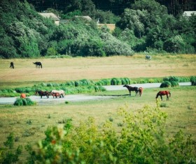 The horse on the field Stock Photo