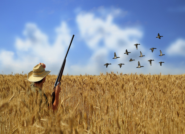 The hunter in the golden wheat field Stock Photo
