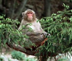 The monkeys on the branches HD picture