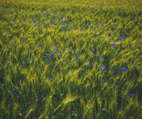 The open wildflowers in the wheat fields Stock Photo