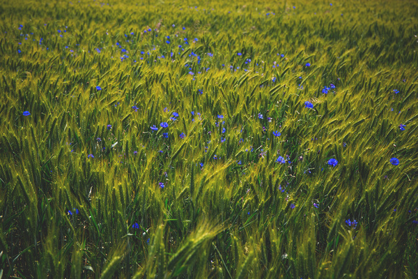 The open wildflowers in the wheat fields Stock Photo