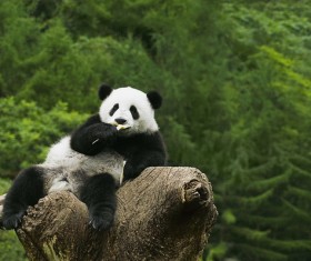 The panda on the tree to eat food Stock Photo