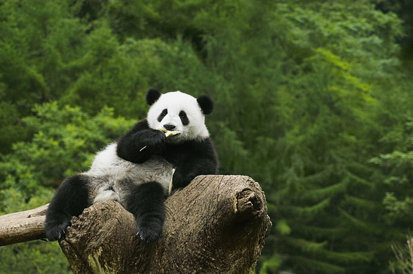 The panda on the tree to eat food Stock Photo