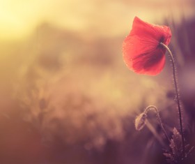 The poppies that sway in the wind Stock Photo