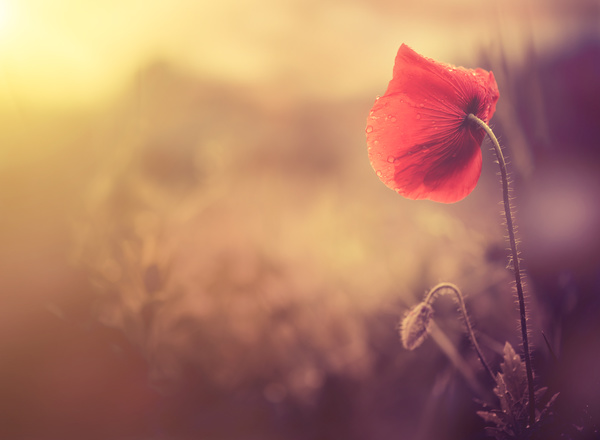 The poppies that sway in the wind Stock Photo