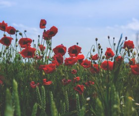 The poppy in the wheat field Stock Photo