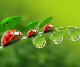 Three little ladybugs with umbrellas Stock Photo