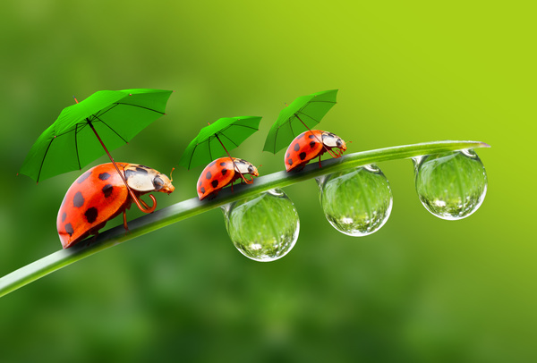 Three little ladybugs with umbrellas Stock Photo
