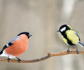 Two sparrows on the branches Stock Photo