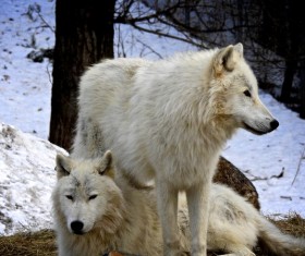 Two white wolves HD picture 01