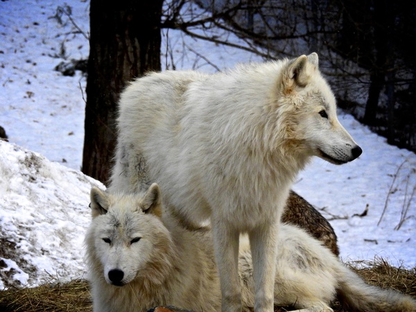 Two white wolves HD picture 01