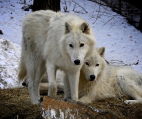 Two white wolves HD picture 02